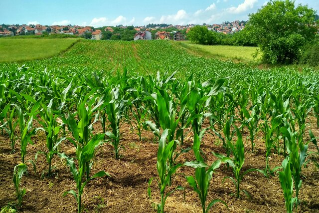 Con el Curso de Agricultura, aprende sobre el futuro de las políticas agroalimentarias, la economía sostenible y el desarrollo sustentable.