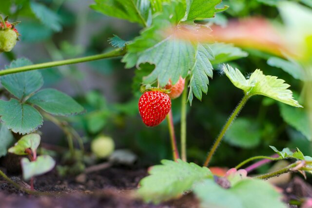 Con el Curso de Jardinería, aprende sobre la constitución de las plantas, los suelos y la forma de protegerlas de enfermedades.